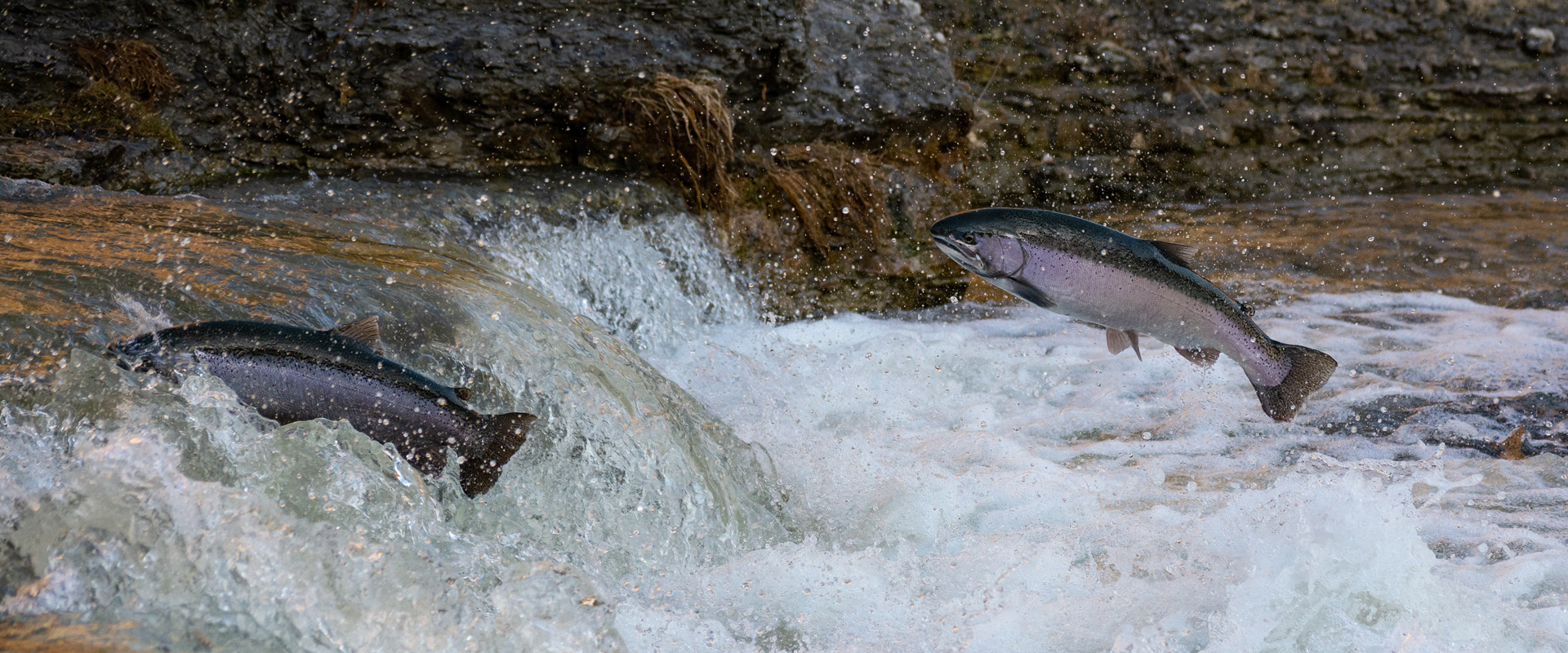 Where to see the salmon run in Mississauga and the GTA – The Riverwood  Conservancy